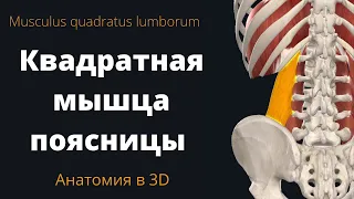 Квадратная мышца поясницы. Quadratus Lumborum. Анатомия и физиология, краткий обзор.