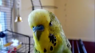 Beat-Boxing Parakeet