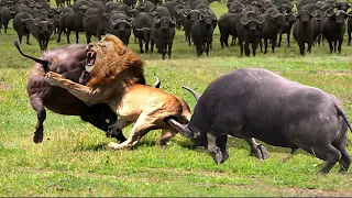 OMG...Angry Buffalo Herd Flick Lions Into Air To Rescue  Impala - Lions vs Buffalo, Impala, Tiger