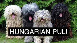 The Hungarian Puli Dog