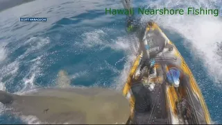 Tiger shark attacks fisherman kayaking in Hawaii
