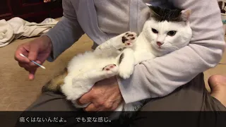 パッツンぴこちゃん便秘になっちゃった constipated Piko cat