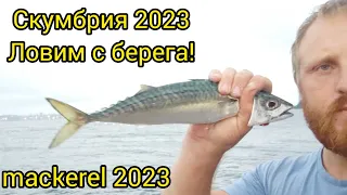 Как поймать скумбрию! mackerel fishing. 2023. Скумбрия Владивосток. Рыбалка под мостом!