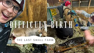 Baby Goat Birth | Difficult Delivery | Intervention Necessary for Survival | Triplets Coming!