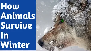 How Animals Survive in Winter - Wildlife - Animals Channel