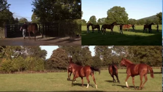 Behind The Gates Series - Yearling Sales Preparation