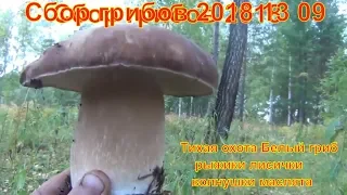 Сбор грибов Грибы и лекарственные травы 13 09 2018 Белый гриб рыжики лисички волнушки тихая охота