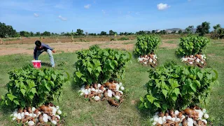 WOW WOW Amazing, a farmer collects a lot of duck eggs and snails in a field near a plantation