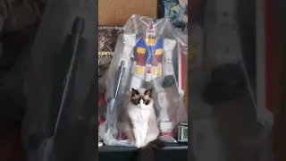 Comparison of Gundam and Ragdoll　友人のRX-78 ガンダム GUNDAMのお膝もとがお気に入りの愛猫ラグドール のななちゃん。😺