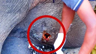 Deep Hole in Elephant's belly caused by a painful abscess, gets treated by brave officers