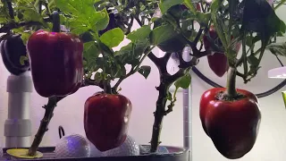 Grow Bell Peppers in Aerogarden Bounty Basic | Indoor Hydroponics Gardening | Seed Collection