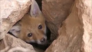 Liščata v lomu - Red fox - Vulpes vulpes