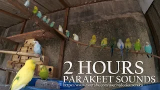 2 HOUR PARAKEET CHIRPING - BUDGIE'S SOUNDS - JULY-15-2019