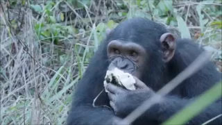 A typical day for a chimpanzee in Tchimpounga