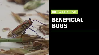 Meet the beneficial bugs helping this macadamia farm keep pests at bay | Landline