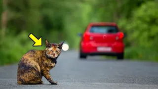 Ugly Cat Sits On The Road And Begs For Food, Then A Girl Sees It and Does Something Shocking!