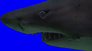 Blue Screen Large Shark 4k