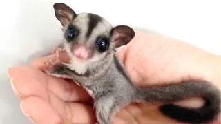 Sugar Glider - A Funny And Cute Sugar Glider Videos Compilation || NEW HD