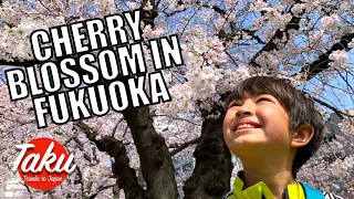 Sakura in Japan | Viewing Beautiful Cherry Blossom in Fukuoka, Japan