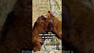 The TERRIFYING Truth About Bears - Joe Rogan