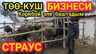 ТӨӨ - КУШ, СТРАУС БИЗНЕСИ КАНДАЙ КИРЕШЕ АЛЫП КЕЛЕТ. САТЫЛАТ.