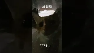 목숨걸고 도로를 건너 매일 나를 찾아 오던 길고양이