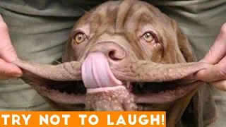 Try Not To Laugh Funniest Animal Compilation 2018 | Funny Pet Videos