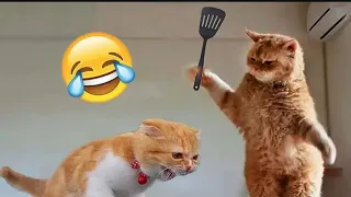funny animals 2024 try not to laugh animals 2024 funny dogs 🐕 funny cats 🐱