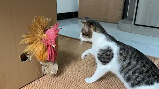 The process of the brave kitten saving the rooster is very hard, but it is cute and funny.Cat's IQ