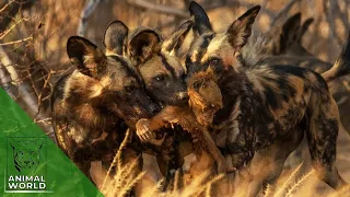 8 Brutal Eating Preys Alive Moments Of Wild Dog Pack | Animal World