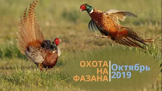 Охота на фазана. Октябрь 2019 года.