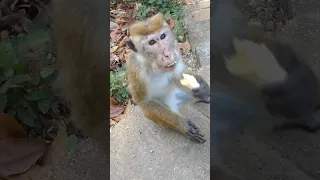 Monkey hand it to me 😯😍 || Monkey ||  Monkey take foods | Sri Lanka