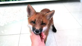 Adorable little fox enjoys being petted