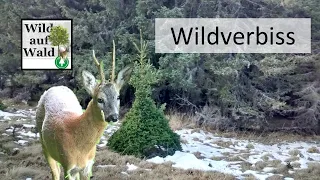 🦌🌲3 Arten, wie Rehe Bäume verbeißen