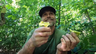 How To Find And Eat Pawpaws 2019