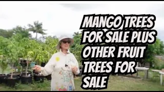 Truly Tropical has a Great Mango Tree Selection For Sale