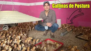 Gallinas Ponedoras ¿RENTABLE PARA NEGOCIO? | Pollitas de Postura | ¿Cuál raza es mejor para Huevos?