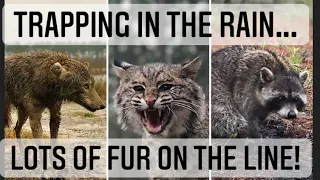 Coyote Trapping - Trapping in the Rain