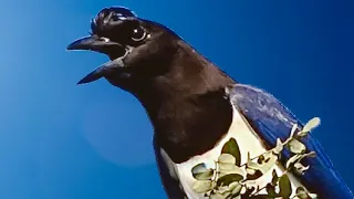 Curl Crested Jay Bird Call