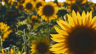 Футаж🌻Подсолнухи-маленькие солнышки☀️Background Sunflowers🌻