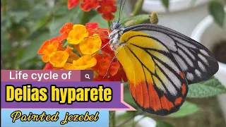 Butterfly life cycle of Delias hyparete(Painted Jezebel) #butterfly #butterflylifecycle#nature#蝴蝶生態