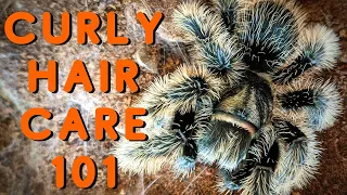 Curly Hair Tarantula Care | Good Tarantulas for Beginners? Tliltocatl albopilosus