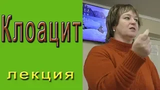 Клоацит - воспаление яйцевода, клоаки.  Профилактика, чем лечить