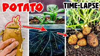 Growing Potato Plant Time Lapse - Sprouting Eyes to Potatoes (90 Days)