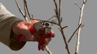 The 2nd Pruning of a Young Apple Tree to an Open Center Form - PART 2 of 2