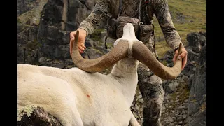 Archery Fannin/Dall Sheep Hunt 2021