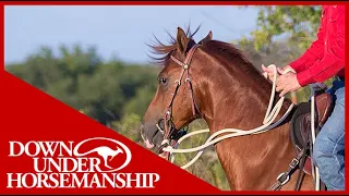 Clinton Anderson: Figuring Out the Cause of a Horse's Head Tossing Issue - Downunder Horsemanship