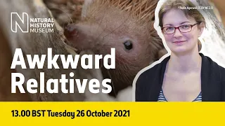 How can closely related animals look different? | Live Talk with NHM Scientist