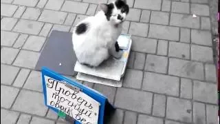 Прикол!!! Кот решил взвеситься))) Funny!!! Cat decided to be weighed)))