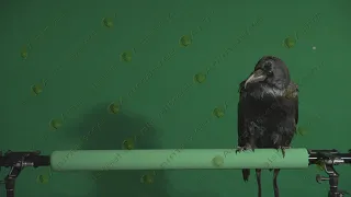 Raven flapping wings green screen video 01. Real Green Screen Animals stock footage shot on Red 5K